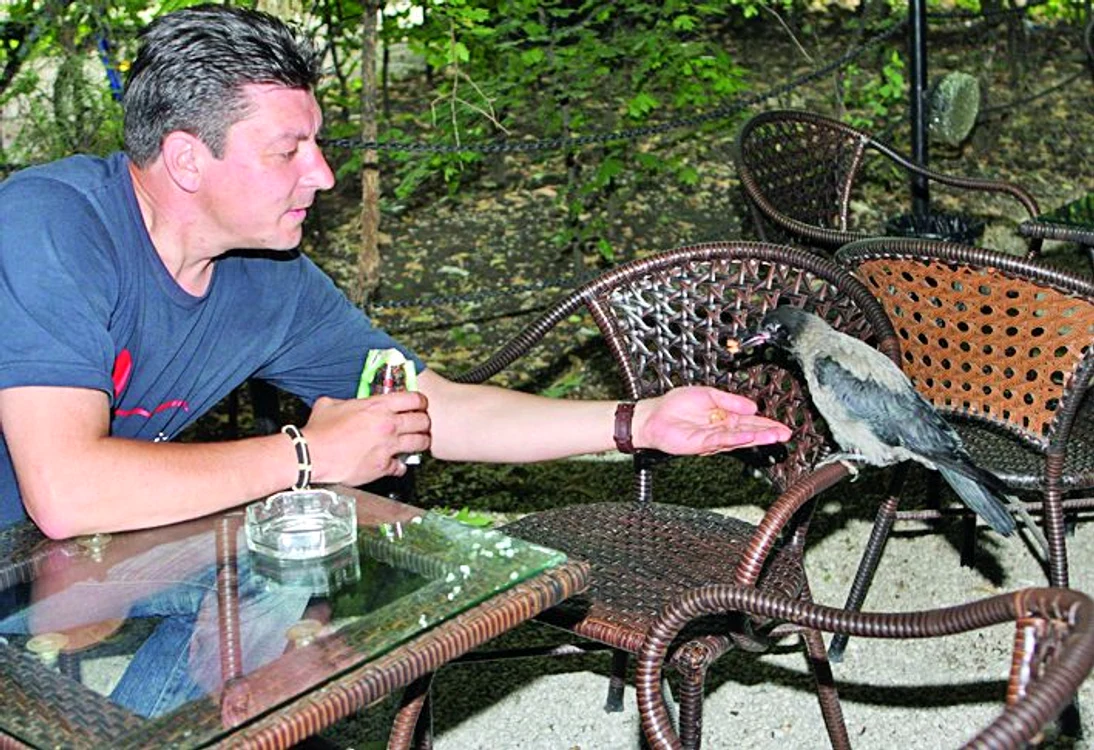 Cioara este înnebunită după mâncarea de pisici