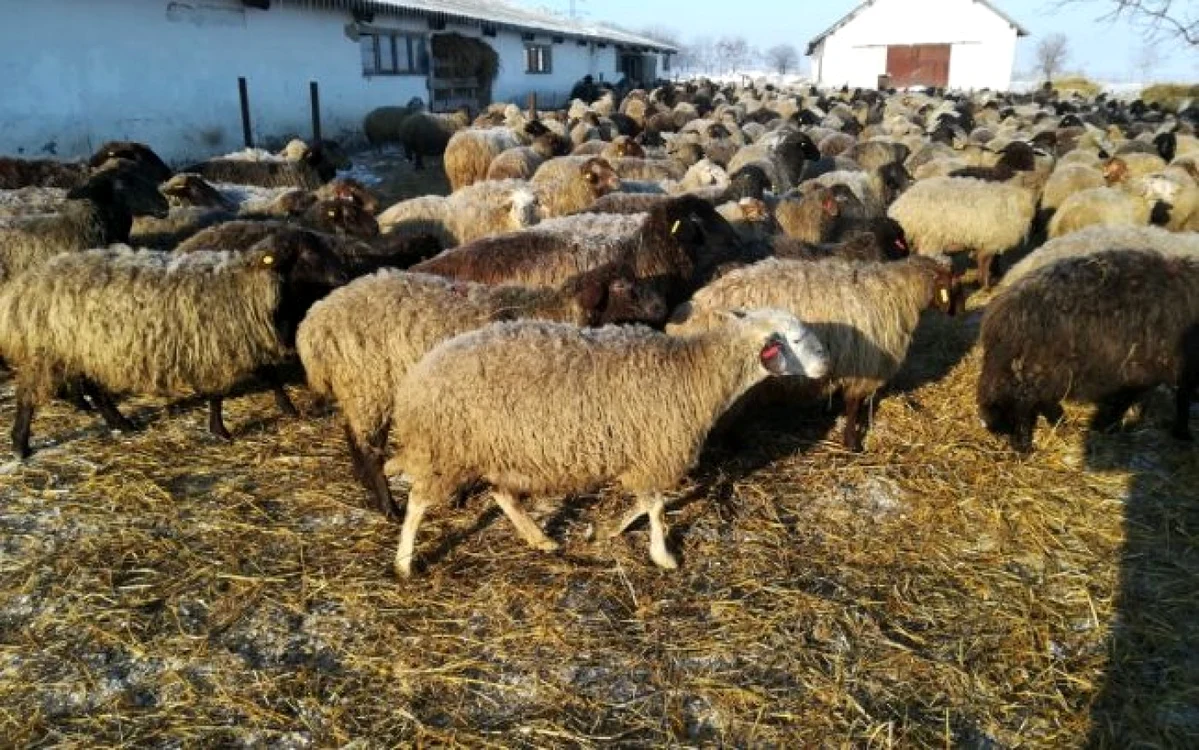 Staţiune de Cercetare Popăuţi este unicat prin rasa karakul de Botoşani FOTO Cosmin Zamfirache