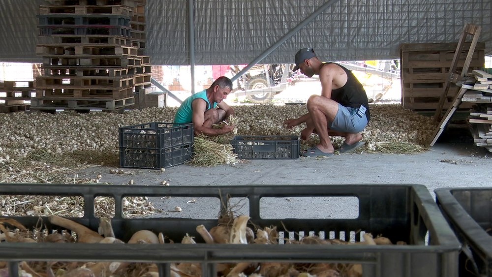 Usturoiul românesc din noua recoltă a ieșit pe piață. Fermier din Buzău: „Sperăm să scăpăm de marfa din import”  