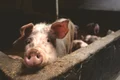 porc jpeg