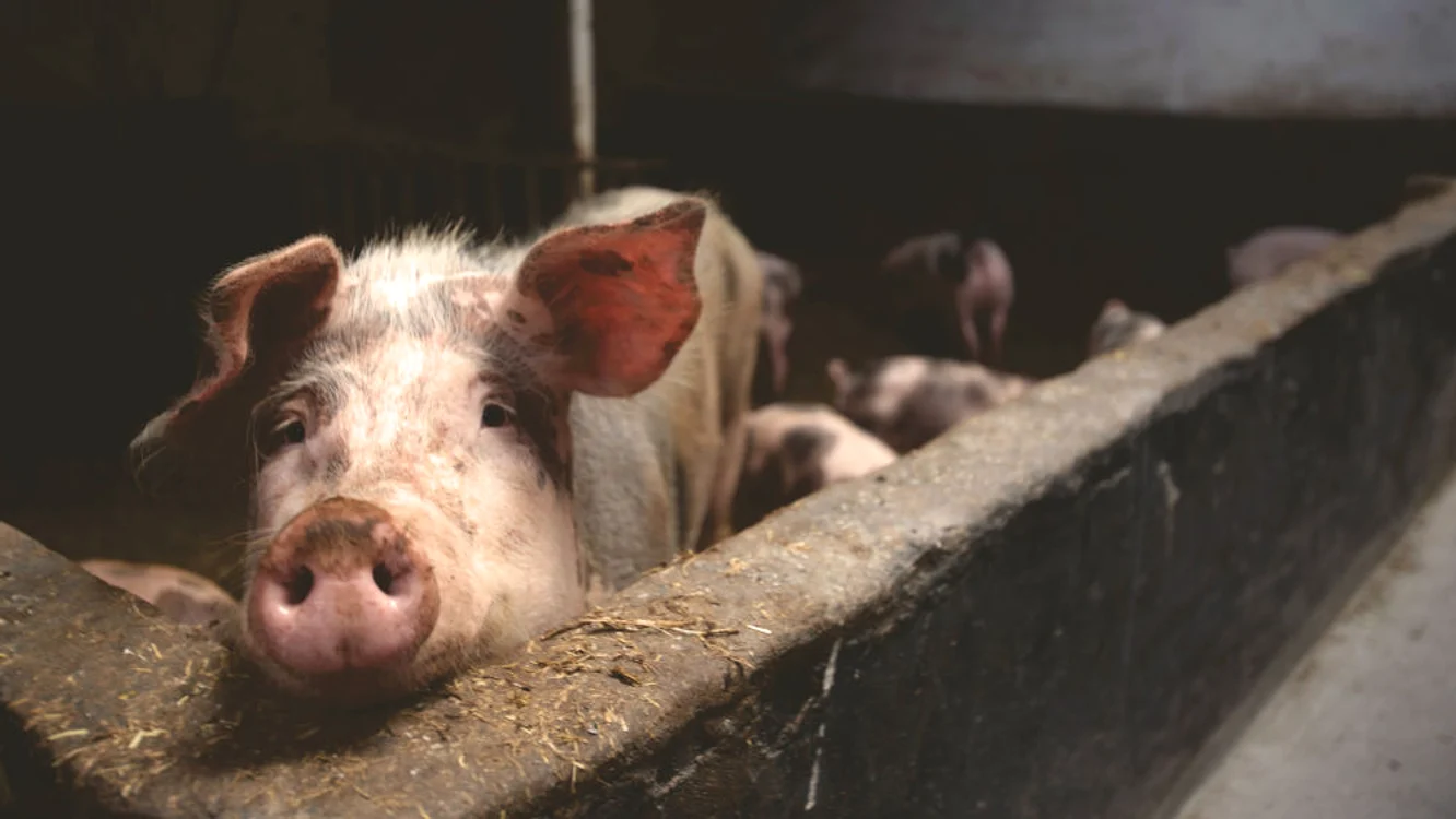 
    De Crăciun, un kilogram de carne de porc va ajunge la 20 de lei, spun specialiștii  