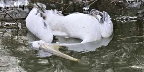 Pasăre moartă în Delta Dunării (foto arhivă)
