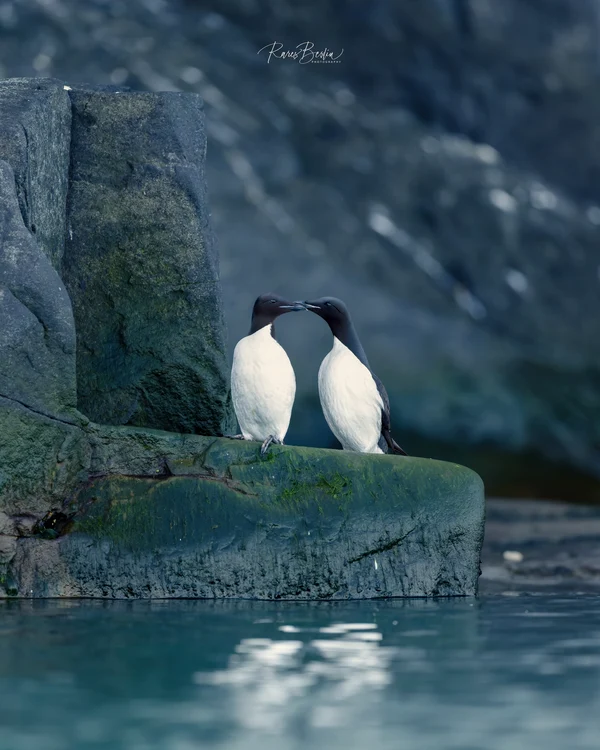 O pereche de „Guillemots”. FOTO Rareș Beșliu