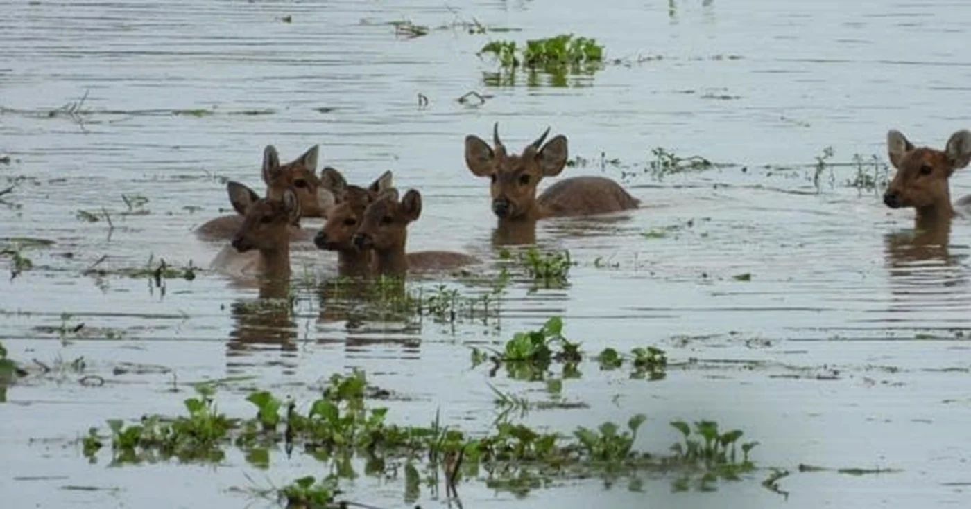 Animalele sălbatice din lunca Dunării din Ungaria prinse între ape. Foto: Facebook