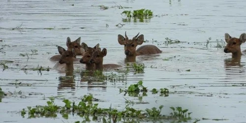 dunarea inundatii budapesta jpg