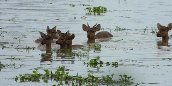 dunarea inundatii budapesta jpg