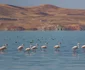 Păsările flamingo din zona Van Turcia Foto Shutterstock