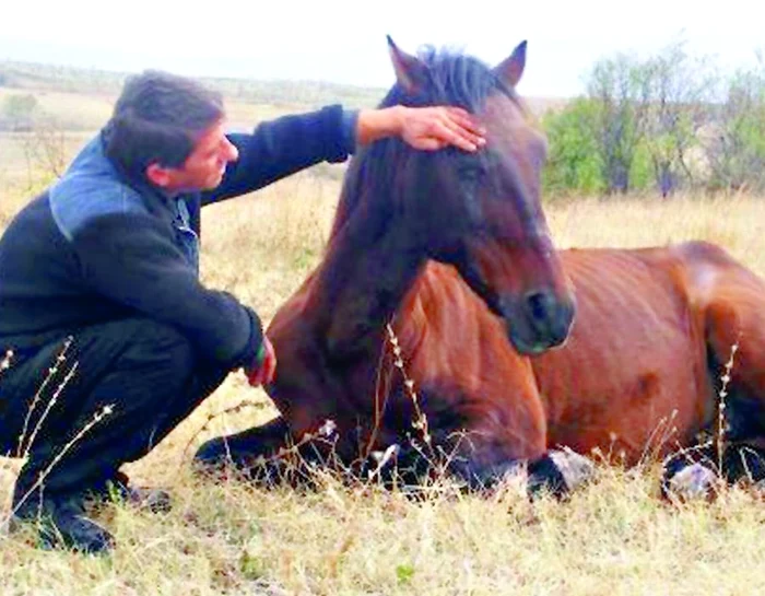 Animalul rănit nu se mai poate ridica de la pământ