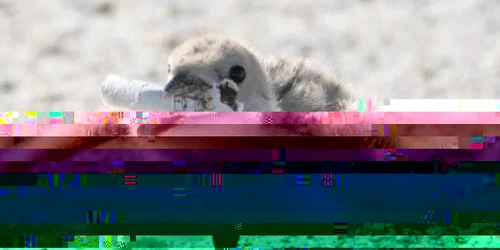 Pui de pasare chistoc de tigara Karen Mason