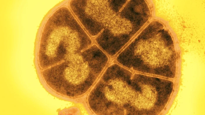 Foto: Micropia