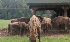 În spaţiul protejat de la Vama Buzăului, zimbrii nu sunt expuşi pericolelor naturale jpeg