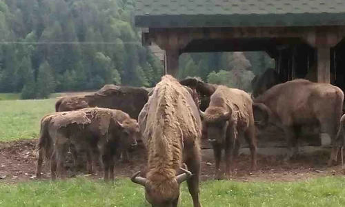 În spaţiul protejat de la Vama Buzăului, zimbrii nu sunt expuşi pericolelor naturale jpeg