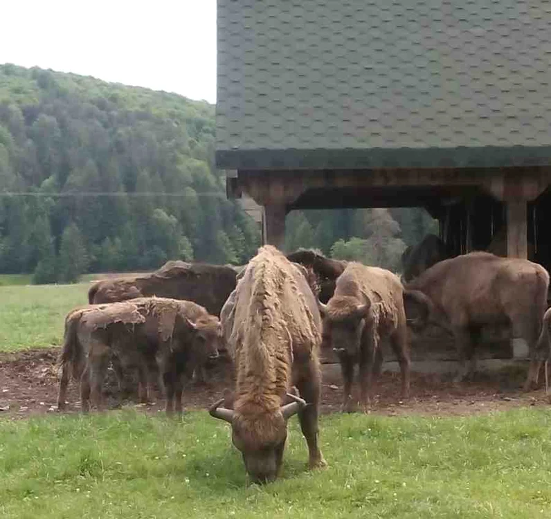 În spaţiul protejat de la Vama Buzăului, zimbrii nu sunt expuşi pericolelor naturale