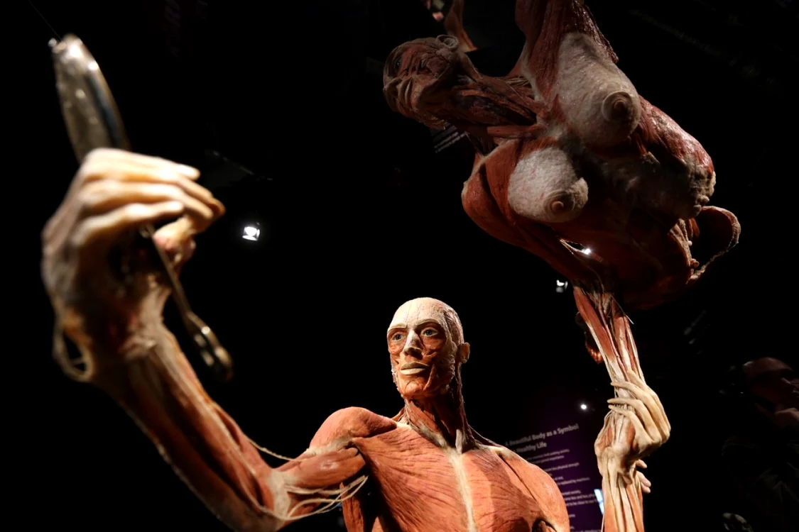 Corpuri umane privesc în oglindă în ziua deschiderii expoziţiei  Koerperwelten în Muzeul Umanist din Berlin Germania  FOTO Guliver/Getty Images