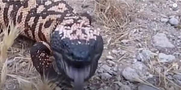 Monstru Gila Captura video Youtube How to survive a Gila Minster png