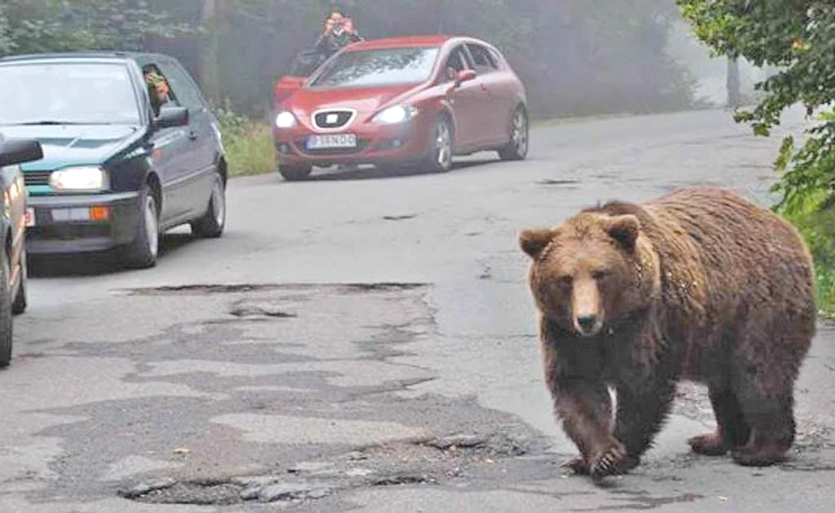Animalele sunt izgonite în pădure, dar se întorc de fiecare dată după hranăfoto: informatiahr.ro