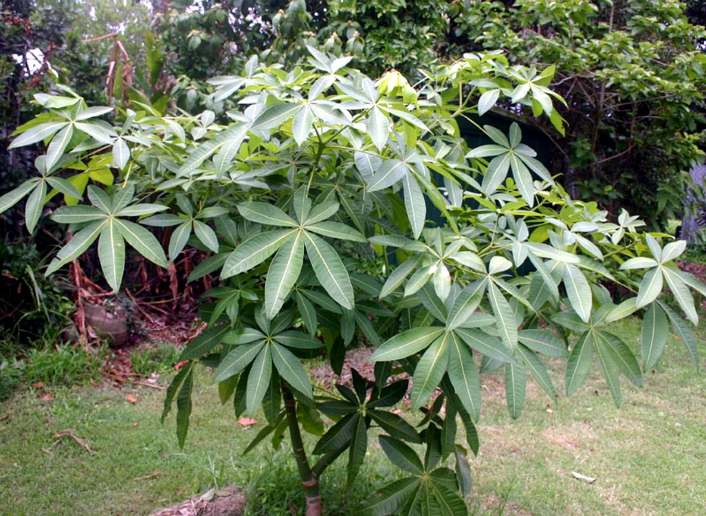 Malabar chestnut jpeg jpeg