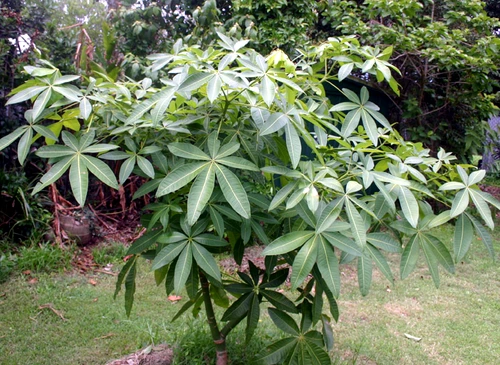 Malabar chestnut jpeg jpeg