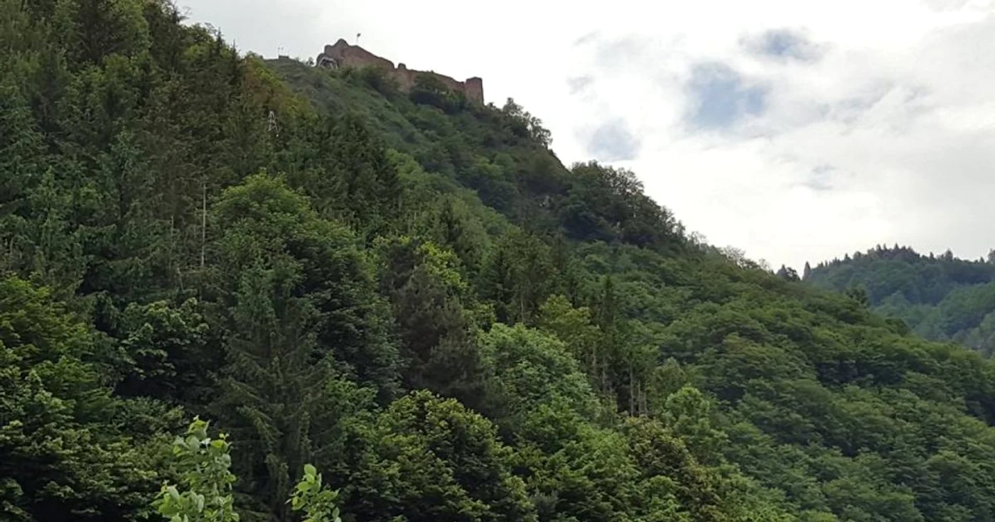 Ministerul Mediului şi-a dat acordul pentru relocarea urşilor care
au speriat turiştii la Cetatea Poenari. Sălbăticiunile vor ajunge la
Bratia şi Râuşor