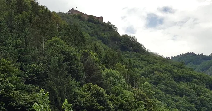 Ministerul Mediului şi-a dat acordul pentru relocarea urşilor care
au speriat turiştii la Cetatea Poenari. Sălbăticiunile vor ajunge la
Bratia şi Râuşor