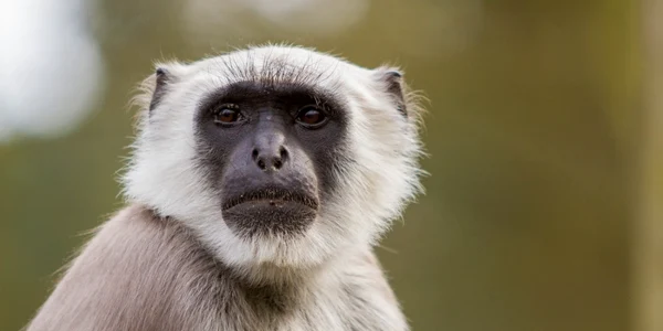 Maimuta langur FOTO Shutterstock