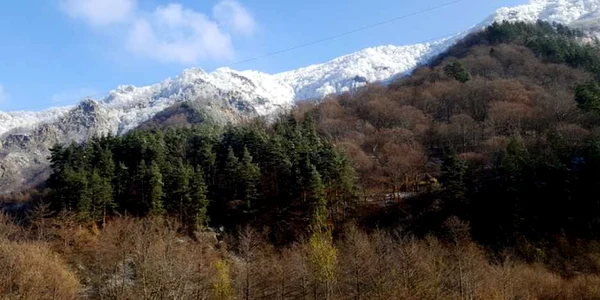 paduri