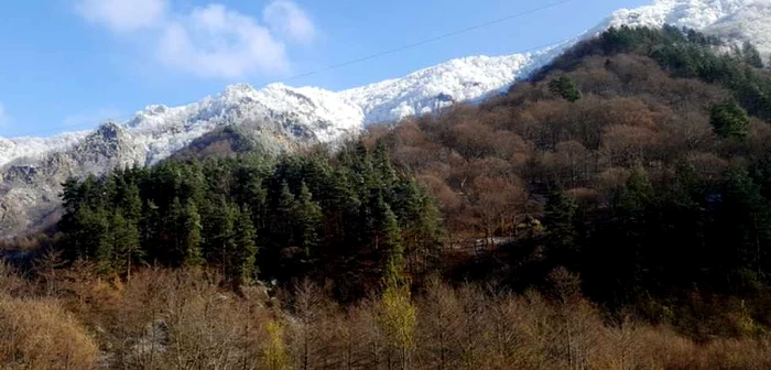 Păduri în Retezat. FOTO: Daniel Guţă. ADEVĂRUL.