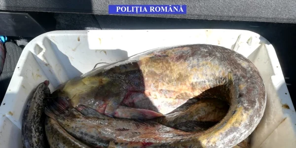 slobozia peste
