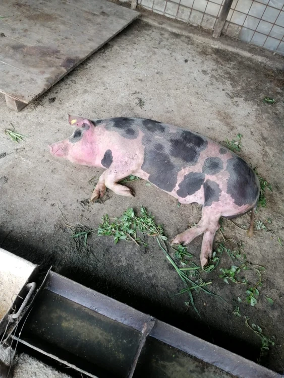 În focarul de la Cungrea, patru porci au murit iar un altul a fost sacrificat la decizia DSVSA FOTO: arhiva Mihaela Nichita