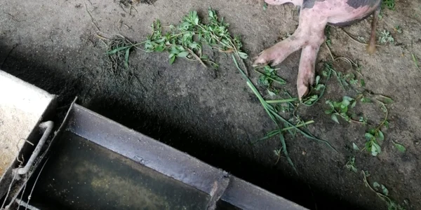 porc mort într-o gospodărie din cungrea olt