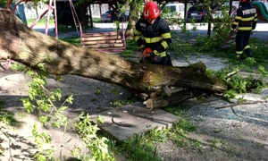 copac cazut 02 ISU Iasi jpg