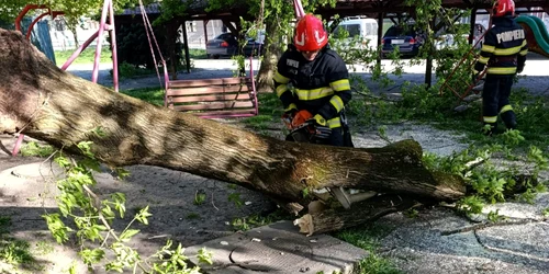 copac cazut 02 ISU Iasi jpg