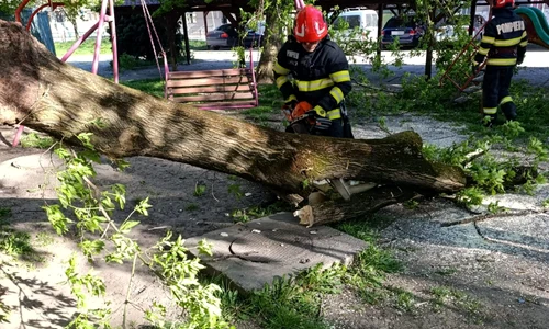 copac cazut 02 ISU Iasi jpg