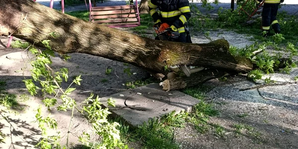 copac cazut 02 ISU Iasi jpg