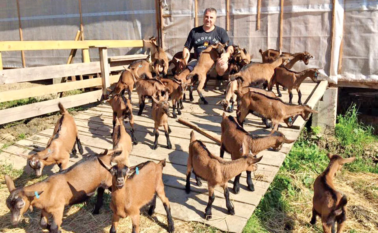 
    Iosif Căpraru,  în mijlocul  simpaticelor  rumegătoare Foto: adevarul.ro   