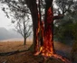 Cerul s-a făcut roşu în Australia. FOTO Guliver/Gettyimages