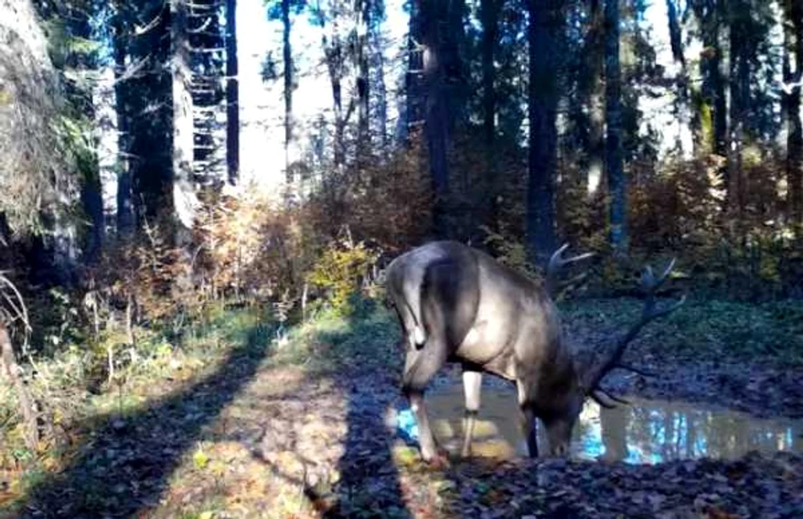 Cerbul a fost surprins în mediul său natural