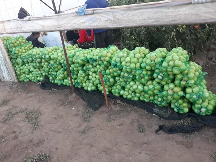 cooperativa agricolă romanaţiul urzica