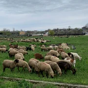 animale , oi, judetul olt   foto arhiva marin stangaciu (1) jpeg