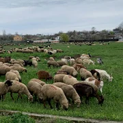 animale , oi, judetul olt   foto arhiva marin stangaciu (1) jpeg