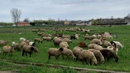 animale , oi, judetul olt   foto arhiva marin stangaciu (1) jpeg