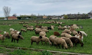 animale , oi, judetul olt   foto arhiva marin stangaciu (1) jpeg