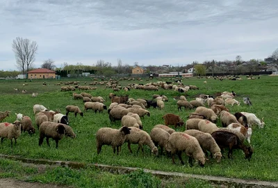 animale , oi, judetul olt   foto arhiva marin stangaciu (1) jpeg