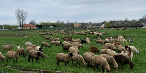 animale , oi, judetul olt   foto arhiva marin stangaciu (1) jpeg