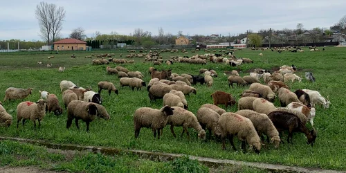 animale , oi, judetul olt   foto arhiva marin stangaciu (1) jpeg