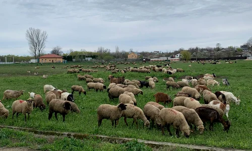 animale , oi, judetul olt foto arhiva marin stangaciu (1) jpeg