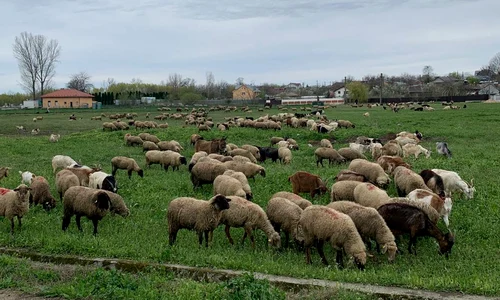 animale , oi, judetul olt   foto arhiva marin stangaciu (1) jpeg