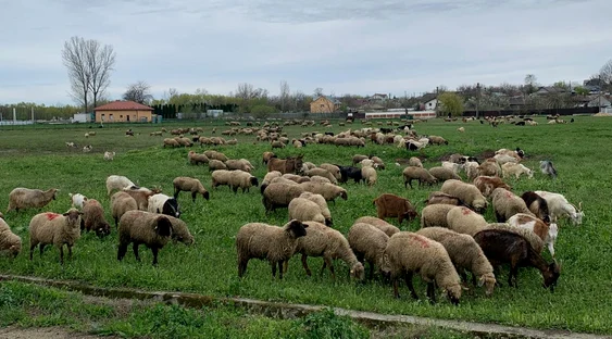 Interzicerea exporturilor ar putea genera o problemă socială, spun crescătorii FOTO: Adevărul