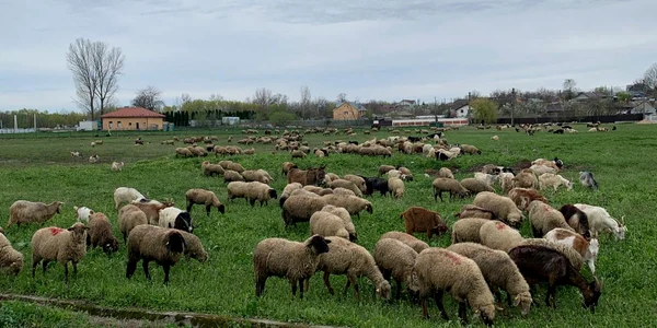 animale , oi, judetul olt   foto arhiva marin stangaciu (1) jpeg