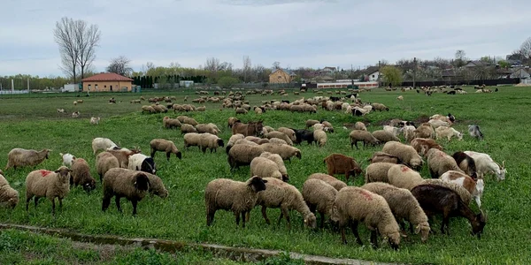 animale , oi, judetul olt   foto arhiva marin stangaciu (1) jpeg
